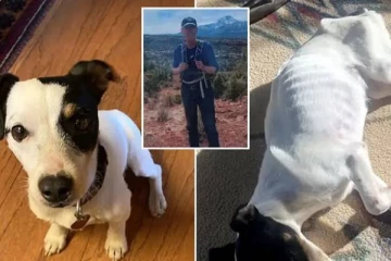 அடர்ந்த காடு; உயிரிழந்த எஜமானர் - கடும் குளிரில் 72 நாள்கள் உடலை பாதுகாத்த நாய்!