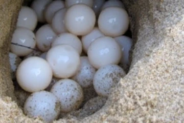 පළමුවරට කැස්බෑ බිත්තර 2,000ක් ගාලුමුවදොර වෙරළෙන්..