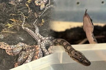 இங்கிலாந்தில் 14 குட்டிகளை ஈன்ற ‘ஆண்’ பாம்பு: ஒரு ஆச்சரிய தகவல்