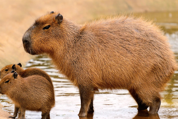 தெஹிவலை மிருகக்காட்சிசாலையில் உலகின் பெரிய எலிகள் | Capybara Rats In Dehiwala Zoo