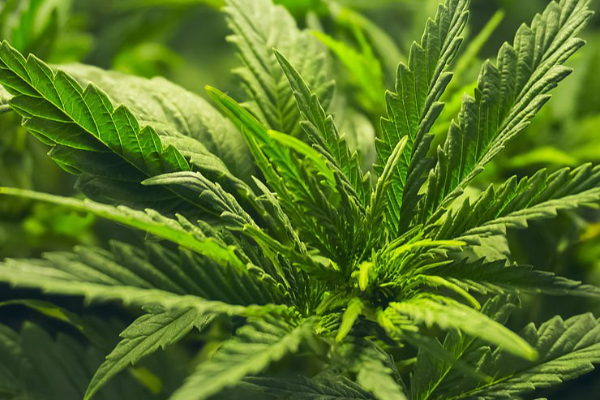 திடீர் சோதனையில் சுற்றிவளைக்கப்பட்ட பல ஏக்கர் கஞ்சா தோட்டங்கள் | Ganja Farms Raided In A Sudden Check திடீர் சோதனையில் சுற்றிவளைக்கப்பட்ட பல ஏக்கர் கஞ்சா தோட்டங்கள் | Ganja Farms Raided In A Sudden Check