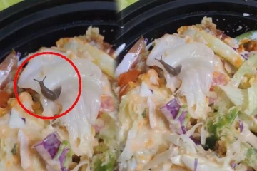 Swiggy மூலம் ஆர்டர் செய்த சாலட்டில் நத்தை : அதிர்ச்சியை ஏற்படுத்திய வீடியோ