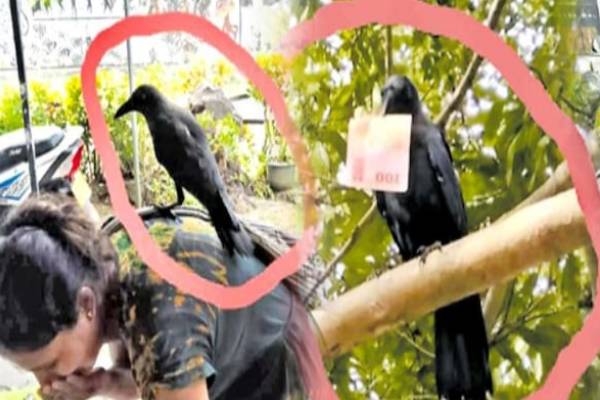 பணத்தை திருடிச் செல்லும் காகம்! குற்றம் சுமத்தும் பொதுமக்கள் | Kalutara A Robber Crow