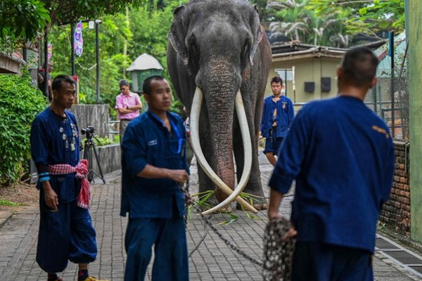 முத்துராஜாவால் இலங்கைக்கு பெரும் அபகீர்த்தி ! | Sri Lanka Is A Big Disgrace By Muthu Raja Elephant