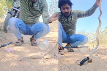 பிளாஸ்டிக் பைப்பை விழுங்கிய பாம்பின் பரிதாபநிலை! அதிர்ச்சி காணொளி இதோ