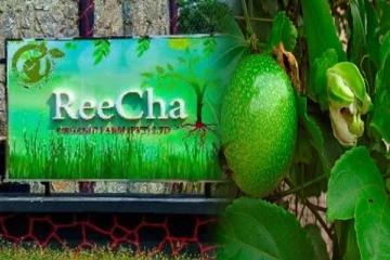 றீ(ச்)ஷாவில் காய்த்துக் குலுங்கும் கொடித்தோடை(காணொளி)