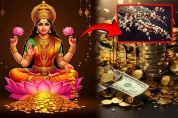 உலர்ந்த துளசி மொட்டு.. வீட்டில் இங்கே வைத்தால் போதும் - லட்சுமியால் பணம் கொட்டும்