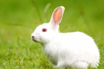 கேரட் என நினைத்து ஷூவை கடித்து குதறிய முயல்