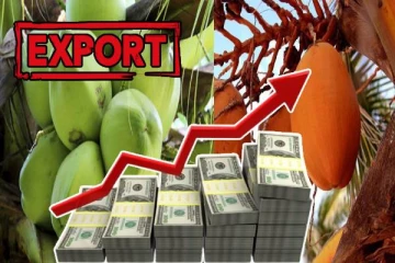 இளநீர் ஏற்றுமதி: இலங்கைக்கு வந்து குவியும் டொலர்கள்