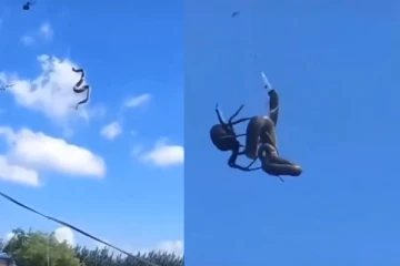 வலைவிட்டு பாம்பை பிடித்த சிலந்தி – வைரலாகும் அதிர்ச்சி தரும் இயற்கை காட்சி!