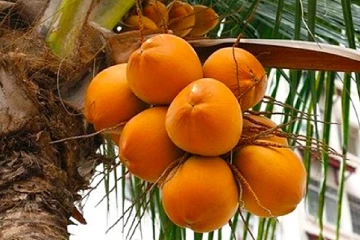 ලෝක වෙළඳපොළ හොල්ලන ලංකාවේ තැඹිලි වතුර - දෙගුණයක් වෙන්න යන වටිනාකම ගේන්න දිවයින පුරා ජාතික වැඩසටහනක්