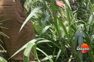 දික්වැල්ලෙන් සොයාගත් භයානක දේ මෙන්න