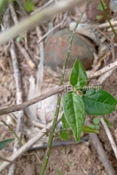 மட்டக்களப்பில் மீட்கப்பட்ட கைக்குண்டுகள் | Two Hand Grenades Found Defused By Police மட்டக்களப்பில் மீட்கப்பட்ட கைக்குண்டுகள் | Two Hand Grenades Found Defused By Police