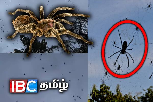 Thanthirimalaya Insect திடீரென பெய்த சிலந்தி மழை : பீதியில் மக்கள் - ஐபிசி தமிழ்