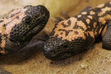 வளர்ப்பு பல்லி கடித்து பரிதாபமாக உயிரிழந்த நபர்! அமெரிக்காவில் சம்பவம்