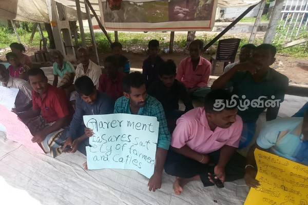 மட்டக்களப்பு பகுதியில் கால்நடைகள் மீது துப்பாக்கிச்சூடு: தொடரும் பெரும்பான்மையினரின் அராஜகம் | Mailathamadu Madhavanai Cattle Farmers Issue