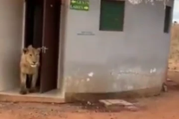 காட்டு ராஜாவுக்கு என்ன அவசரமோ?கழிவறைக்குள் இருந்து யாரும் எதிர்பார்த்திடாத விருந்தாளியாக வந்த சிங்கம்!