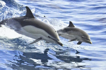 பிரான்ஸில் கரை ஒதுங்கிய டொல்பின்கள்; அதிர்ச்சியில் அதிகாரிகள்!