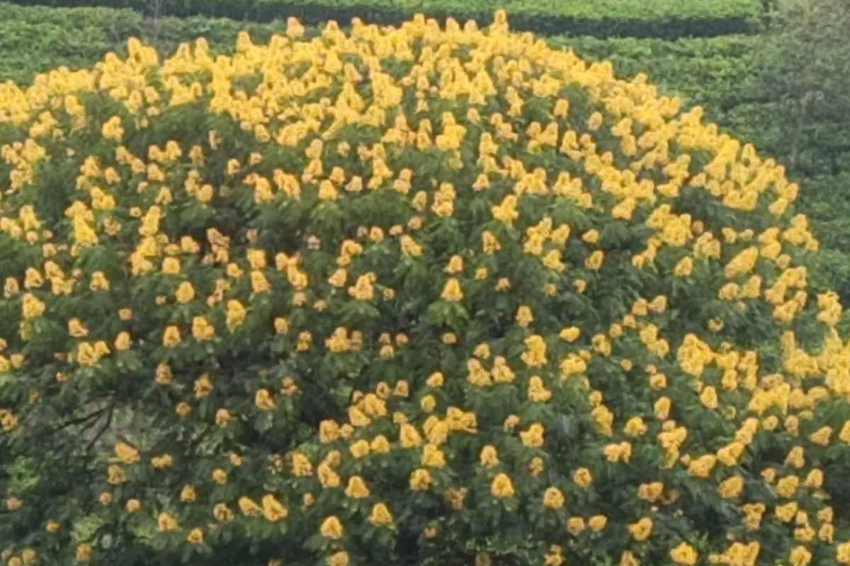 மலையகத்தை அலங்கரிக்கும் ஆவாரம் பூக்கள்! | Senna Auriculata Flowers Adorning The Hill Country மலையகத்தை அலங்கரிக்கும் ஆவாரம் பூக்கள்! | Senna Auriculata Flowers Adorning The Hill Country