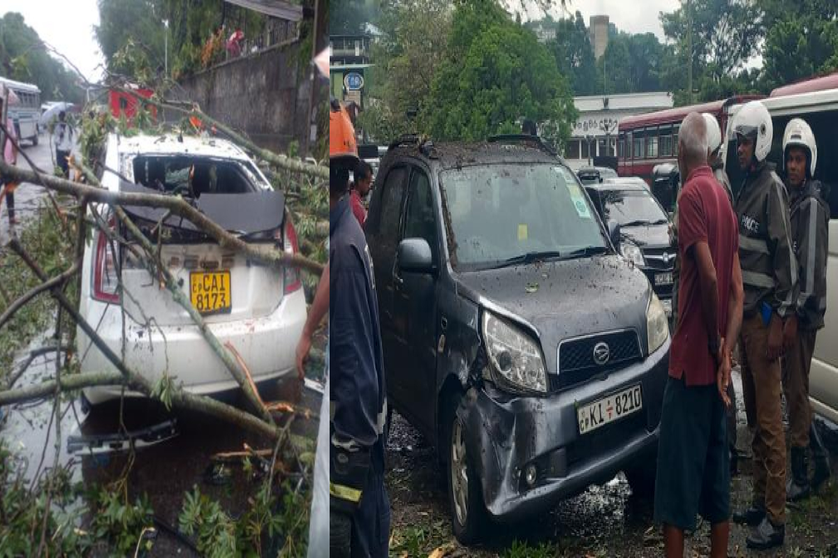 மரம் முறிந்து விழுந்ததில் இரண்டு கார்கள் சேதம் | Two Cars Damaged After A Tree Snapped And Fell