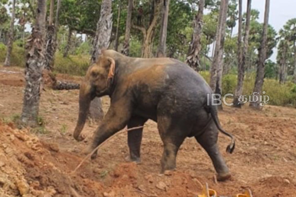 கிணற்றில் தவறி வீழ்ந்த யானைகள்: ஒரு யானை பலி: மற்றயது மீட்பு | Elephants Fall Into Well One Elephant Dies Rescued