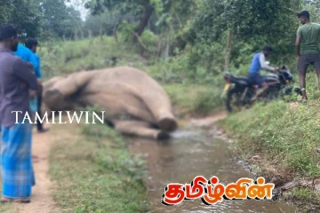 மட்டக்களப்பில் உயிரிழந்த நிலையில் யானையின் சடலம் மீட்பு