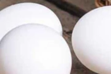 බිත්තර සදහා අද අදිකරණය දුන් නියෝගය