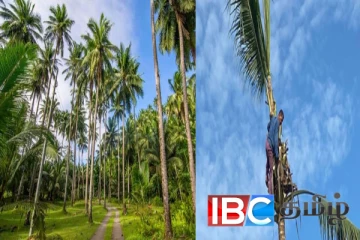 இலங்கையில் அழிக்கப்படவுள்ள 5000 தென்னை மரங்கள்