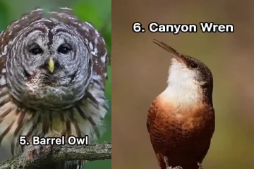 நாம் அறியாத பறவைகளின் வித்தியாசமான சத்தங்கள்-வைரலாகும் வீடியோ