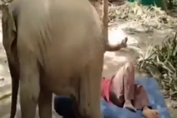 படுக்கையில் இடம் கேட்டு அடம் பிடிக்கும் யானைக்குட்டி....மீண்டும் மீண்டும் ரசிக்க வைத்த காட்சி