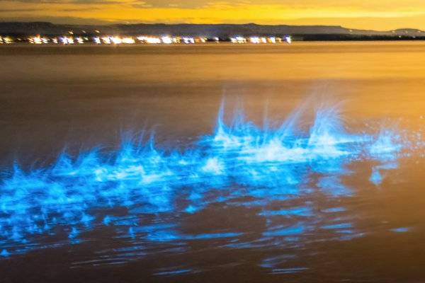 இரவில் நீல நிறத்தில் ஜொலிக்கும் மாயாஜால கடற்கரைகள்! என்ன காரணம்னு தெரியுமா? | Why Are The Sea Waves Sometimes Glow Blue