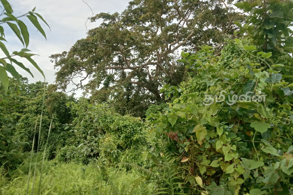 முல்லைத்தீவில் இப்படியொரு இடமா! மறக்கப்பட்ட வௌவால்வெளி | Mullaitivu Tourist Ariya Sri Lanka Tourism