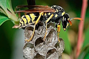 திருகோணமலையில் குளவி கொட்டுக்கு இலக்கானவர் உயிரிழப்பு