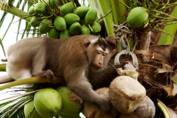 குரும்பை விழுந்ததில் நபர் மரணம்