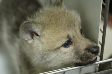 ஓநாய் மூலம் புதிய சாதனை படைத்த சீனா!