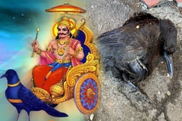 வீதியில் இறந்த காகத்தை பார்த்தால் ஜாக்கிரதை! இந்த ஆபத்து வரப்போகுதுன்னு அர்த்தம்