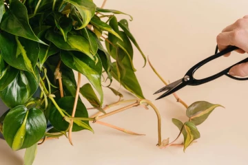 தப்பித்தவறி கூட இந்த செடிகளை வளர்த்து விடாதீர்கள்! உடனே தூக்கி வீசுங்க... வாஸ்து படி தவறு?