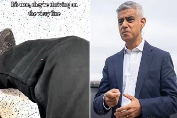 பிரான்சிலிருந்து பிரித்தானியாவுக்கும் பரவிவிட்டனவா மூட்டைப்பூச்சிகள்? மேயர் எச்சரிக்கையால் மக்கள் அச்சம்