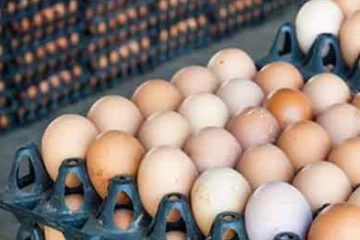 බිත්තර ආනයනය ප්‍රමාද කරන නිර්දේශයක්...