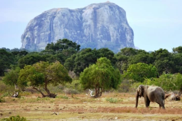 யால தேசிய பூங்காவிலிருந்து 12,000 ஏக்கர் நிலத்தை அபகரிக்க முயற்சி! அமைச்சர் சி. பி. ரத்நாயக்க மறுப்பு