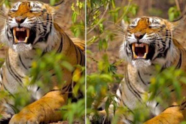 புலியின் நாக்கில் ஒளிந்திருக்கும் இந்த ரகசியம் தெரியுமா? | Hidden Secret Behind The Tigers Tongue புலியின் நாக்கில் ஒளிந்திருக்கும் இந்த ரகசியம் தெரியுமா? | Hidden Secret Behind The Tigers Tongue