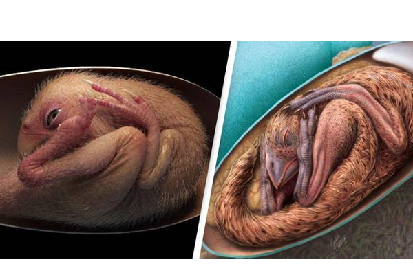 70 ஆயிரம் ஆண்டுகள் பழமையான 'பேபி டினோசர்' கண்டுபிடிப்பு - அபூர்வ படம் - தமிழ்நாடு