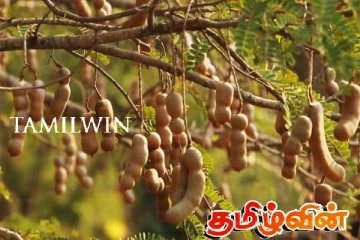 திடீரென 2000 ரூபாவாக அதிகரித்த புளியின் விலை! வியாபாரிகள் கொடுக்கும் விளக்கம்