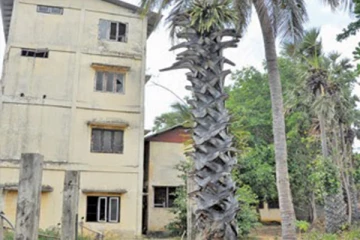 திக்கம் வடிசாலை தொடர்பில் எடுக்கப்பட்ட தீர்மானம்: பனைசார் உற்பத்தியாளர்கள்