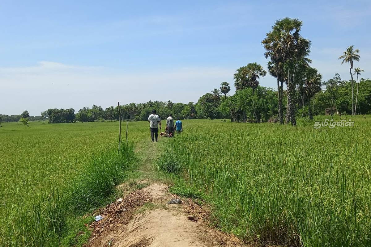 தமிழர் பகுதியில் வயல் நிலத்துக்குள் சடலமாக கிடந்த குடும்பஸ்தர் - உறவினர்கள் கொடுத்த வாக்குமூலம் | Body Of 58 Year Old Man Recovered In Batticaloa தமிழர் பகுதியில் வயல் நிலத்துக்குள் சடலமாக கிடந்த குடும்பஸ்தர் - உறவினர்கள் கொடுத்த வாக்குமூலம் | Body Of 58 Year Old Man Recovered In Batticaloa