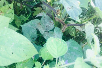 வவுனியாவில் கடும் மழை: உளுந்து செய்கையாளர்கள் பாதிப்பு(Photos)