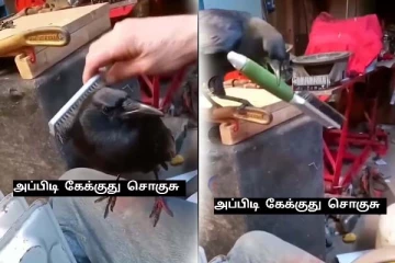 குழந்தைகளை மிஞ்சிய காகத்தின் குறும்புத்தனம்! இதுவரை பார்த்திடாத சம்பவம்