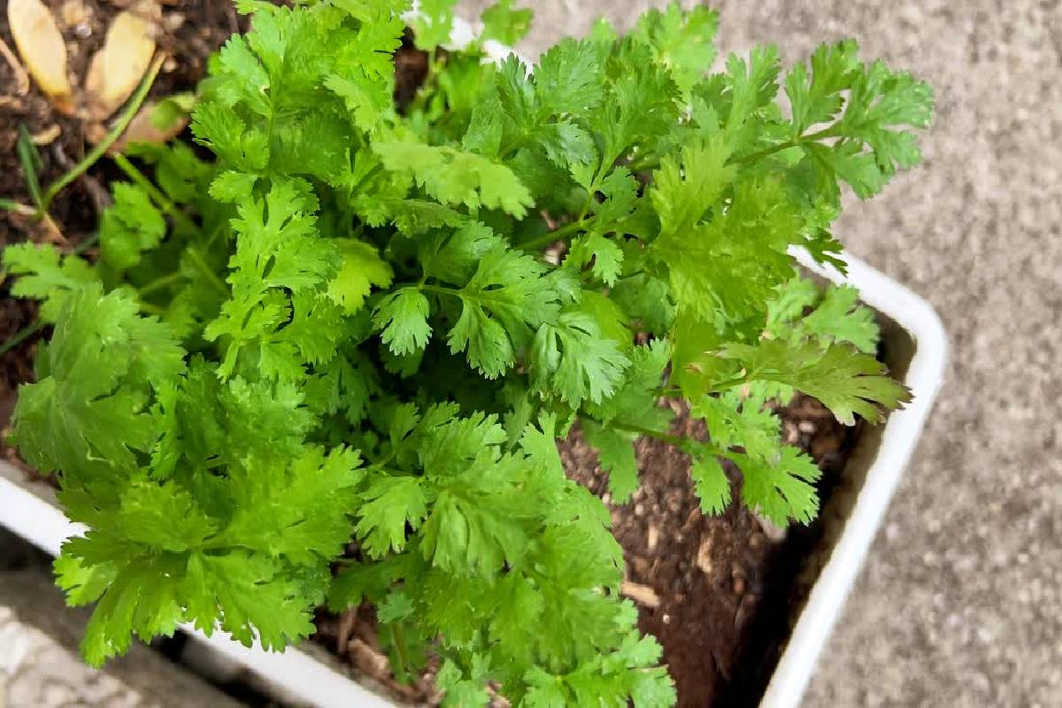 Kitchen tips : ஒரு வாரமானாலும் கொத்தமல்லி பச்சையாக இருக்கணுமா? இந்த டிப்ஸை ட்ரை பண்ணுங்க! | Best Way To Store Coriander For Long Time