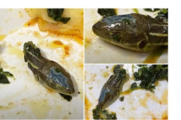 விமானத்தில் பரிமாறப்பட்ட உணவில் பாம்பு தலை! அதிர்ச்சியடைந்த ஊழியர்; வைரல் வீடியோ