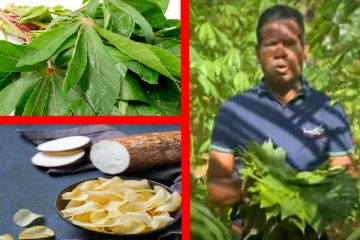 மரவள்ளி இலைகள் ஏற்றுமதி; வடக்கு மக்களுக்கு அரிய வாய்ப்பு!